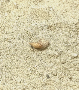 Micro Basking Shark Tooth- Cetorhinus Sp. - Sharktooth Hill: Bakersfield, Ca - Picture 1 of 4
