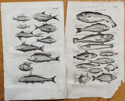2 Tafeln Fische (E) - Merian/Johnston Zoologie Kupferstich Folio - 1657 - Bild 1 von 2