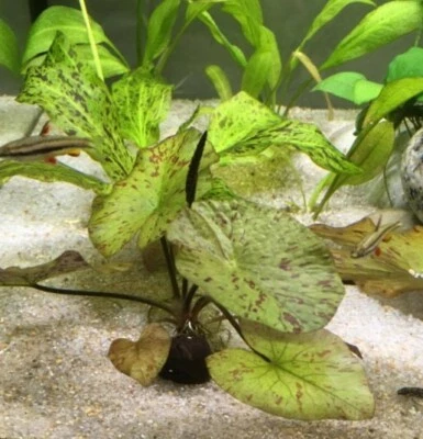 Loto Tigre (Nymphaea zenkeri)-Planta Acuática Estanque Acuario Fácil Vivo Foto 1 de 4