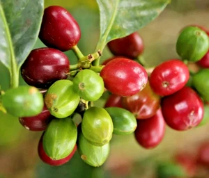 120+ Geisha Green Tip Coffee Seedss (Coffea sp.) Gesha Coffee Bean - Picture 1 of 6