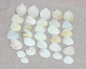 COCKLE Clam Seashell Natural crafting Decorations - Picture 1 of 10