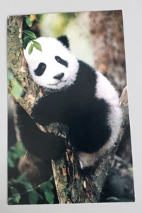 VINTAGE Postcard-SAN DIEGO ZOO & WILD ANIMAL PARK, CALIFORNIA. PANDA BEAR - Picture 1 of 2