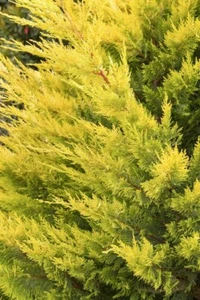 Cupressus x leylandii "gold Rider' - Picture 1 of 1