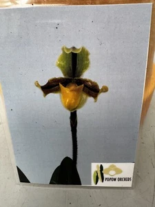 Paphiopedilum Paphiopedilum druryi No. 1 - Imagen 1 de 8