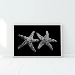 Sea Stars BW Photography Wall Art Poster Print. Great Modern Decor - Picture 1 of 12