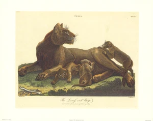 J Chapman León Elefante Leona con Cachorros 11.5x9.5 pulgadas - Imagen 1 de 3