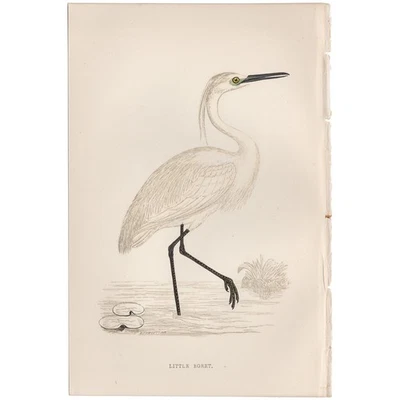Morris antique bird print 1863 hand-colored engraving 202 Little Egret - Image 1 of 3