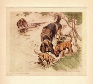 1938 Antique Otterhound Print Vernon Stokes Otterhound Illustration Art 5890u - Picture 1 of 2