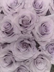 #ROSE FOREVER OF NEW YORK~ Soft Violet 15 und eine herzförmige Klarsichtbox mit Deckel - Bild 1 von 11