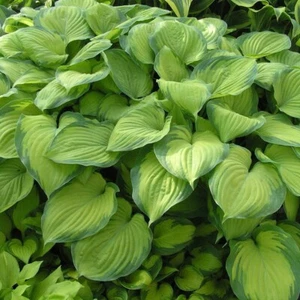 Hosta 'Guacamole' Plantain Lily - Large Hardy Perennial Plant in a 15cm/6in Pot - Picture 1 of 23