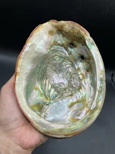 Natural California Red Abalone Shell - Picture 1 of 11
