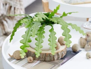 Fishbone Zig Zag Cactus - Live Epiphyllum Anguliger Plant - Cactus and Succulent - Picture 1 of 8
