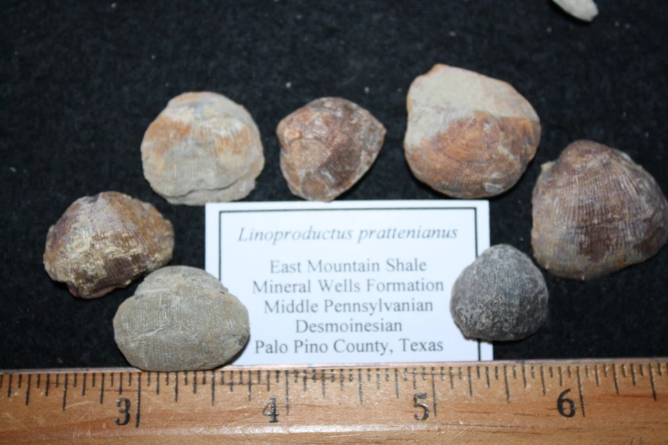 Pennsylvanian East Mountain Shale fossil brachiopod specimen many to choose from - Image 1 of 1