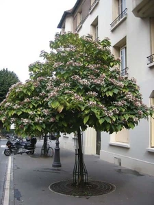 Harlekin Glorybower, Clerodendron trichotomum, Baumsamen (auffällig, duftend) - Bild 1 von 12