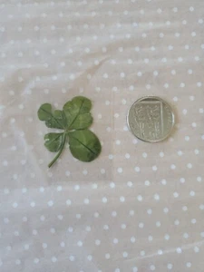 Real 4 Four Leaf Clover Good Luck Charm Wedding gift Pressed laminated uk - Picture 1 of 1
