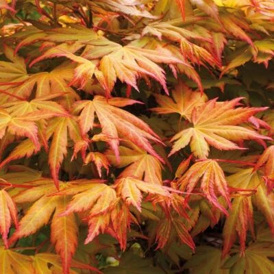 Acer palmatum Orange Dream - Japanese Maple - Grafted Plant in 9 cm Pot - Image 1 of 4