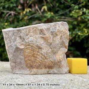 RARE Mucronaspis mucronatus Trilobite Fossil (Partial) – Ordovician, Hirnantian - Picture 1 of 2