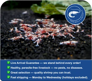 10 Red Fancy Tiger Shrimp Grade A - S | FREE SHIPPING| Live Guarantee | USA Bred - Picture 1 of 2