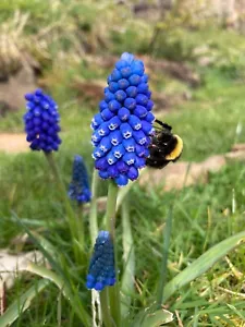 25x MUSCARI Armeniacum Seeds - BLUE GRAPE HYACINTH - SEEDS (NOT BULBS) - Picture 1 of 1