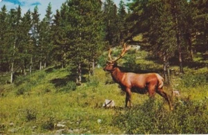 Crafty & Elusive Elk - Bild 1 von 2