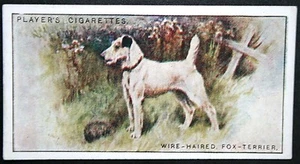 DRAHTHAARIGER FOXTERRIER Vintage 1924 Bildkarte EE31M - Bild 1 von 2