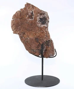 Fossil Dinosaur Edmontosaurus Scapula 10" + Stand Lance Creek Wyoming COA 4675 - Picture 1 of 11
