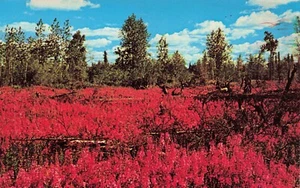 "Fireweed Splendor" North Pole, Alaska Vintage PC - Picture 1 of 2