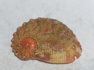 HALIOTIS CLATHRATA AMAZING PATTERN - Picture 1 of 2