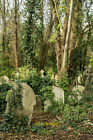 Photo 12X8 Ivy Covered Headstones Highgate Cemetery  C2017