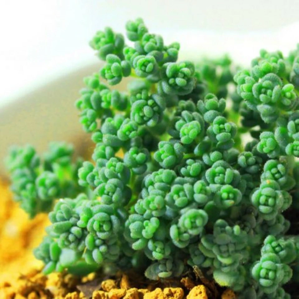 Lithops bonsai SS0051 Living Stones Flower Succulent Cactus Rare Succulent seeds - Image 1 of 1