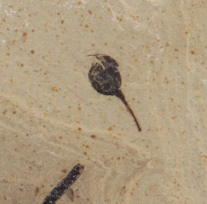 Frucht, Carpites, Tertiär, Green River Fm., Uintah County, Utah, USA -k479 - Bild 1 von 3