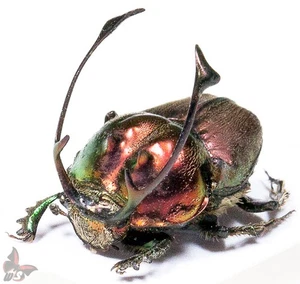 Proagoderus rangifer, A1, GIANT HORNS, from Tanzania, UNMOUNTED beetle - Picture 1 of 6