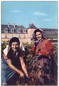 Weinlese im Burgund - Bild 1 von 1