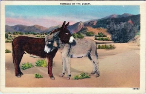 Cartolina Due Asini - Romanzo sul deserto 43863 non spedita - Foto 1 di 2
