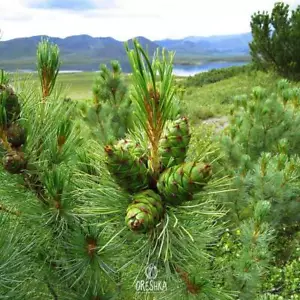 Pinus pumila 30 PCS fresh seeds, Siberian dwarf pine tree, Pine elfin seeds - Picture 1 of 8