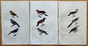 Vögel 3 Kolorierte Kupferstiche (C) - Buffon Naturgeschichte - 1830 - Picture 1 of 3