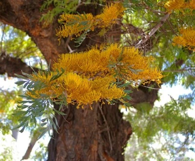 SILKY OAK 10 SEEDS GREVILLEA ROBUSTA FLOWERING TREE HONEY PRODUCTION HARDY - Image 1 of 4