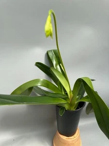 Paphiopedilum lowii alba 'Belleza albina' - Imagen 1 de 2