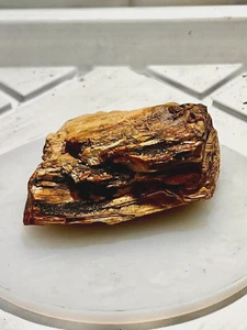 Petrified Wood from Washington State 14.5 oz - Picture 1 of 4