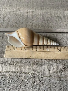 Tibia Curta Shell Real Seashell 5" - Imagen 1 de 4