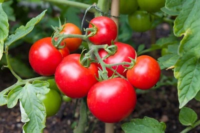 Tomato (Money Maker) 425+ Seeds (Solanum) Instructions Included Xx - Image 1 of 4