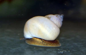 White Wizard Snail * Filopaludina Martensi * ALGAE EATER