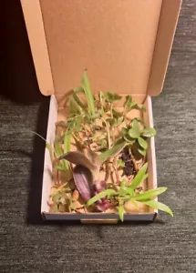 More details for mystery house plant cutting small box(16.5cmx12.5cm ) rooted/unrooted 7 cuttings