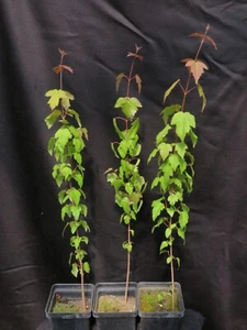 2 Amur Maple Acer Ginnala Sapling Trees 22-27 Inches Tall Intense Red Fall Color - Picture 1 of 5