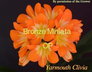 Clivia Sprouted Seed- Orange x Bronze - Picture 1 of 3