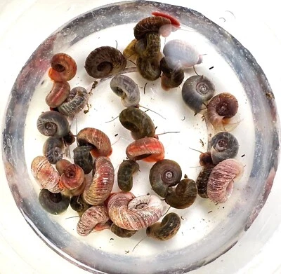 50 caracoles Ramshorn limpiador vivo alimentador guisante tampón alimento agua dulce acuario estanque Foto 1 de 2