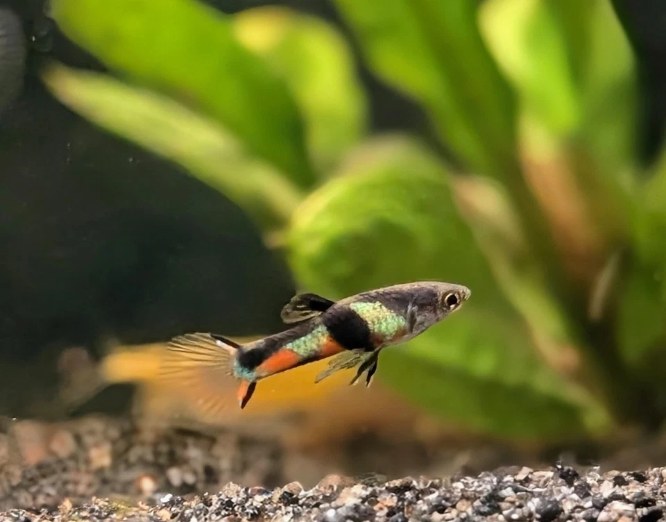 Portadores vivos El Tigre Endler - Trío masculino - Línea de calidad, tanque elevado, no híbrido Foto 1 de 4