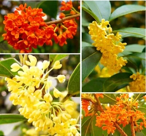 25 Mixed Osmanthus Flower Seeds Fragrans Yellow Orange Bonsai Sweet Olive - Picture 1 of 6
