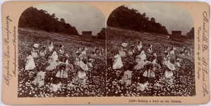 USA.USA.A Raid on Daisies.Mädchen und Gänseblümchen.Stereo Foto Keystone. - Bild 1 von 2