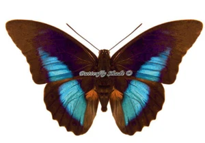 Unmounted Butterfly/Nymphalidae - Prepona laertes demodice f. pseudomphale, M - Picture 1 of 2